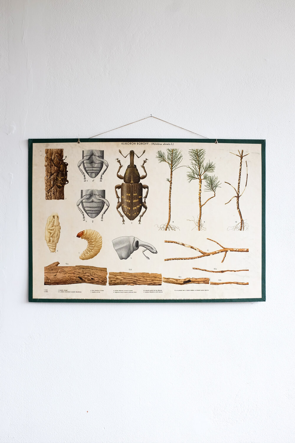 Vintage educational poster – Hylobius abietis (1965)
