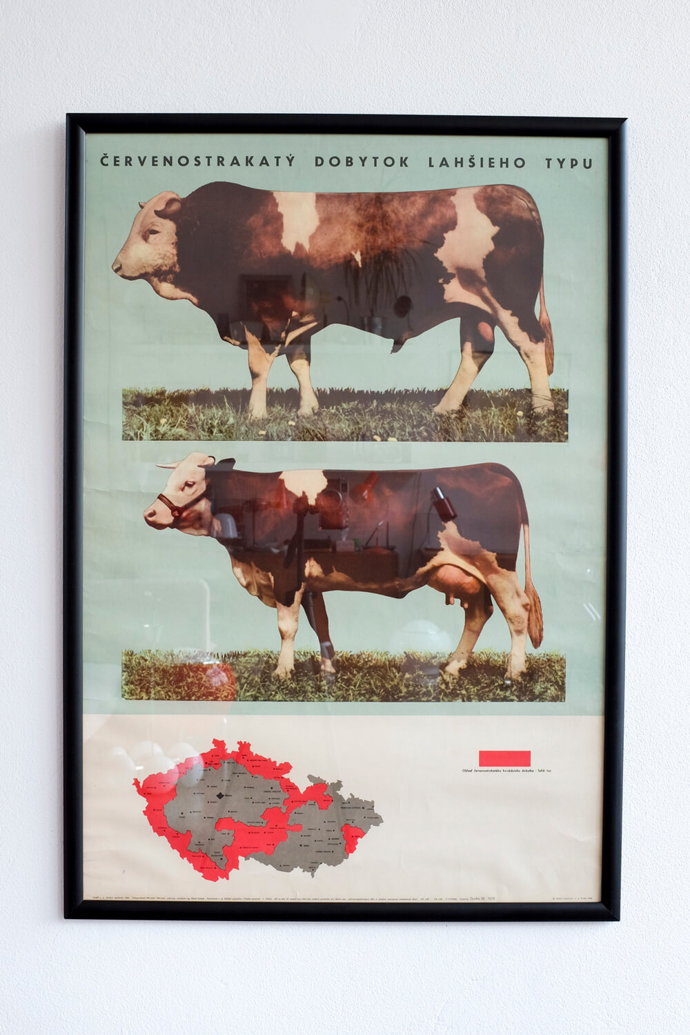 Educational poster  - Cows (1966)